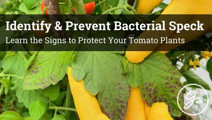 Bacterial Speck Disease Guide: Identification & Control