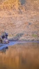 Watch how hyena snatched leopards hard earned meal. Follow for more amazing wildlife videos like this.