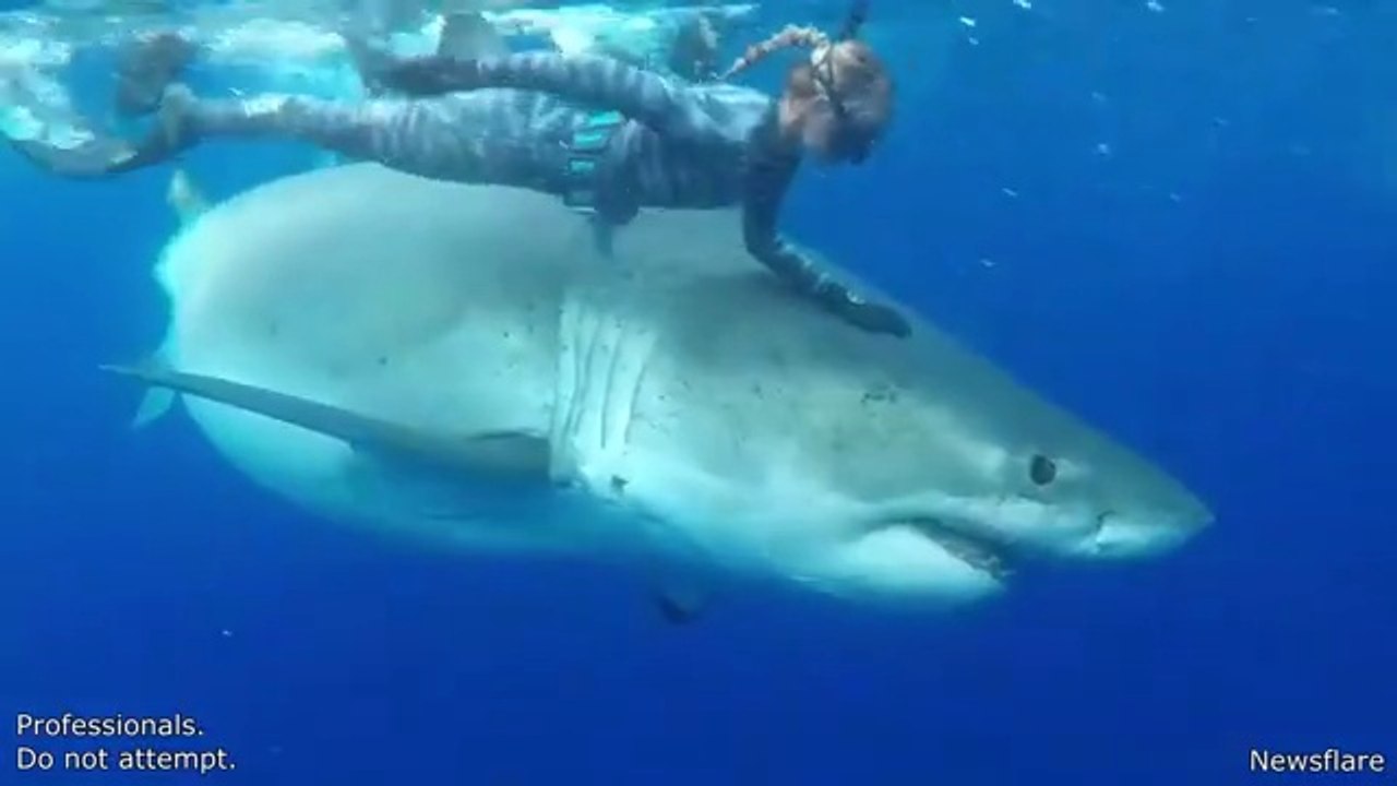 Craziest Animal Encounters of All Time