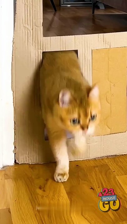 Cat Parkour FAILS… or Wins? 🐾🤣 Who else loves prank fails? 🙋 Cats included!