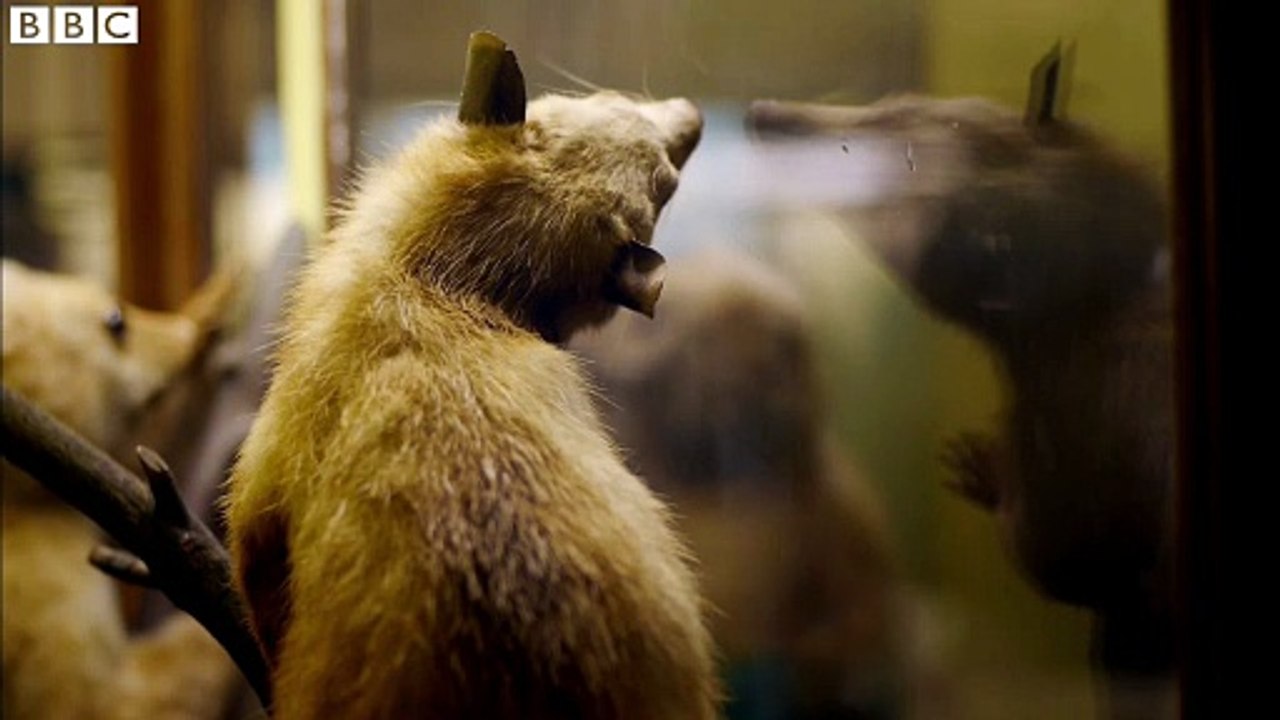 Infested! Living With Parasites | movie | 2014 | Official Clip