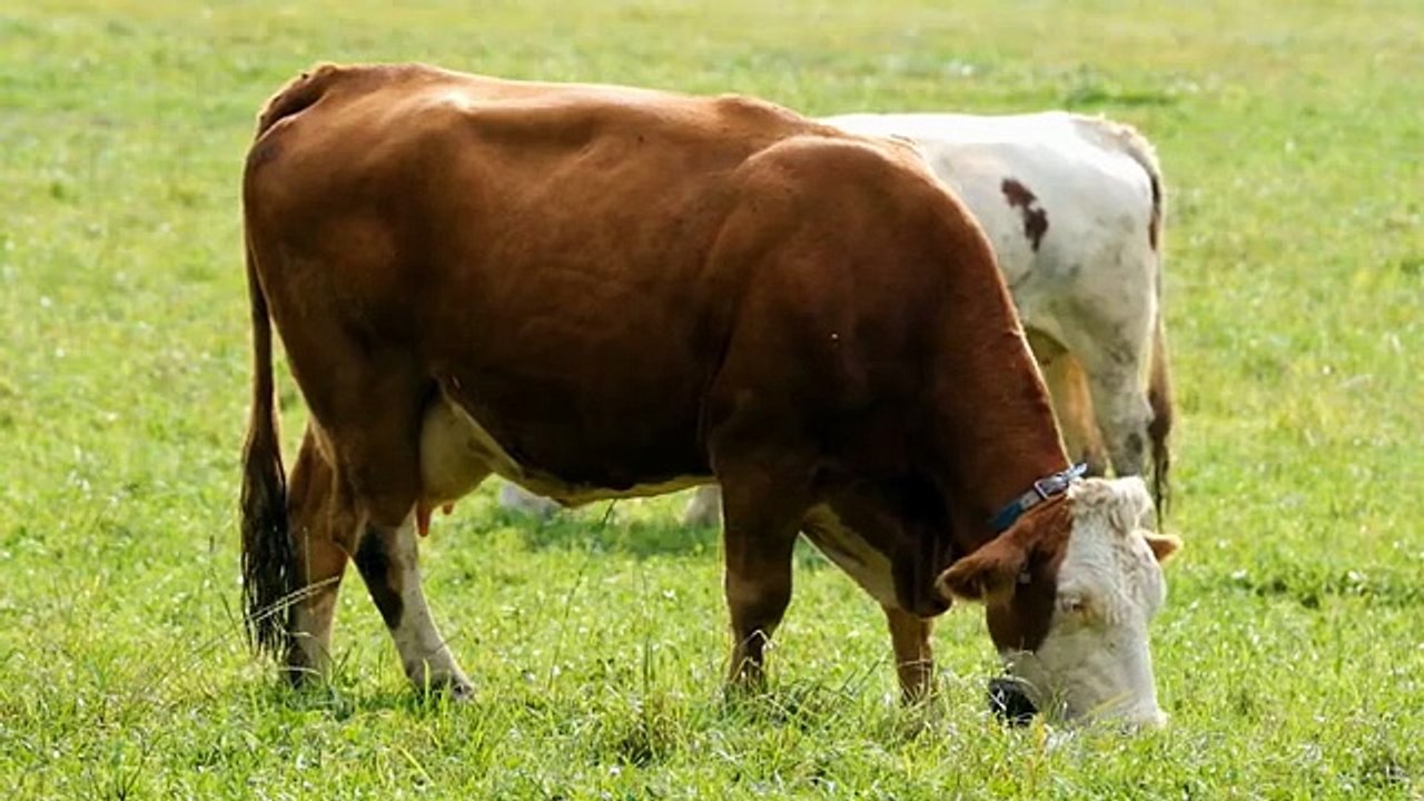 qurbani_ki_asal_haqeeqat_What_is_the_true_nature_of_sacrifice__What_is_the_true_nature_of_sacrifice_(0)