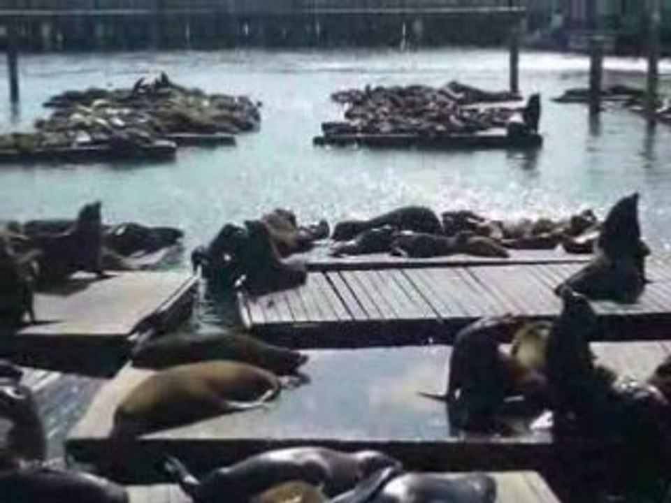 Phoques au Pier 39 à San Francisco