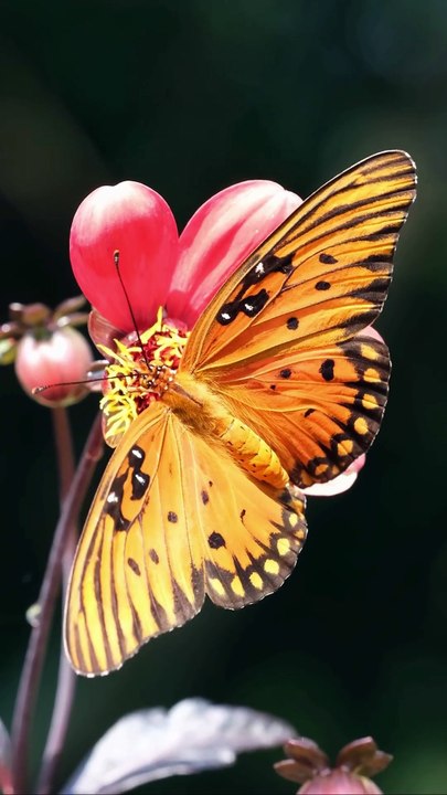Butterflies: Nature’s Colorful Messengers🌸