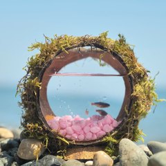 Petit poisson, petite maison : faite à partir d'une noix de coco !