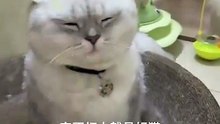 The boss cat is back 😼💅