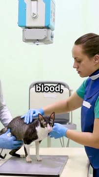 How Veterinary Technicians Save Pets’ Lives Every Single Day ❤️🐾 | Unsung Heroes of Animal Care