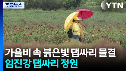 가을 정취 가득...붉게 물든 '임진강 댑싸리 정원' / YTN