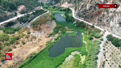 Hatay'da su sümbülleri, Asi nehrini yeşile bürüyerek suyu görünmez hale getirdi