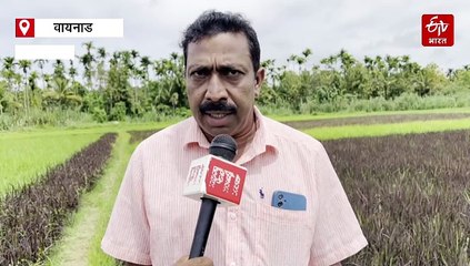 केरल: वायनाड का अद्भुत किसान, धान की खेती में करता है कलाकारी