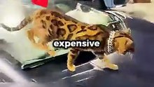 The 5 Most Expensive Cats in the World