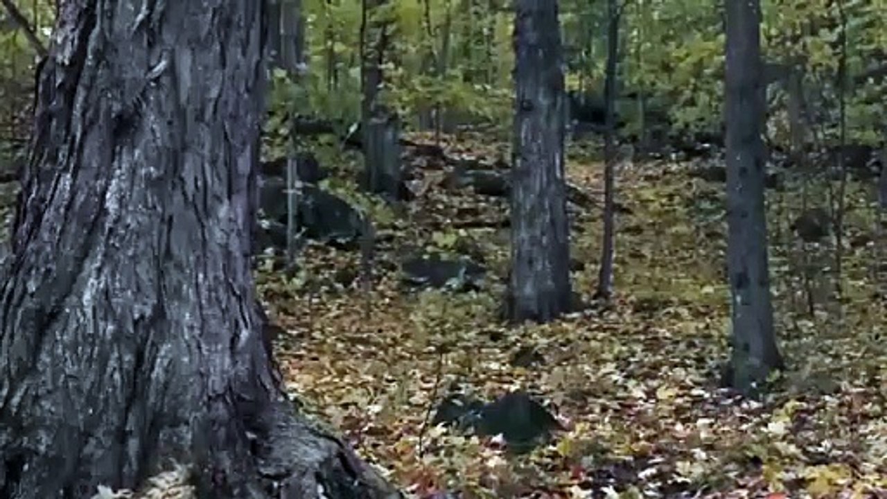 woodland grey فيلم الرعب والإثارة مترجم