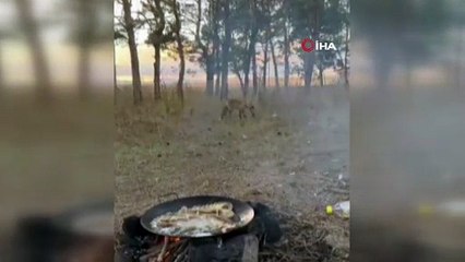 Aç Tilki Pikniğe Dahil Oldu