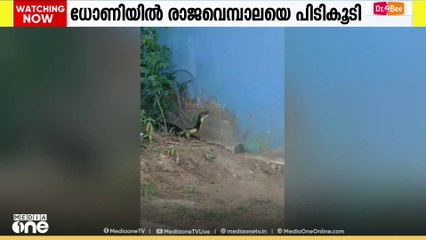 പാലക്കാട് ധോണിയിൽ വീടിന് മുന്നിലെ മരത്തിൽ കൂറ്റൻ രാജവെമ്പാല; വനംവകുപ്പ് സംഘമെത്തി പിടികൂടി
