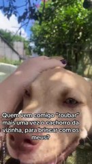 Rouba cão da vizinha todos os dias