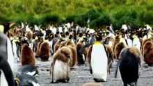 PENGUIN MIGRATION