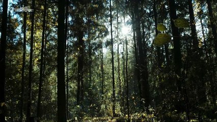 Thợ Săn Phù Thủy - Witch Hunter