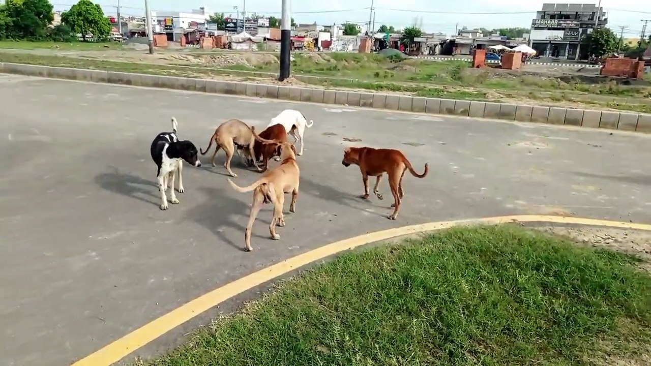 Dog Barking Sound loud | Lutte ki Bhokne ki Awaaz | Dog Barking Sound Effect | Dog Barking |Dog Bark