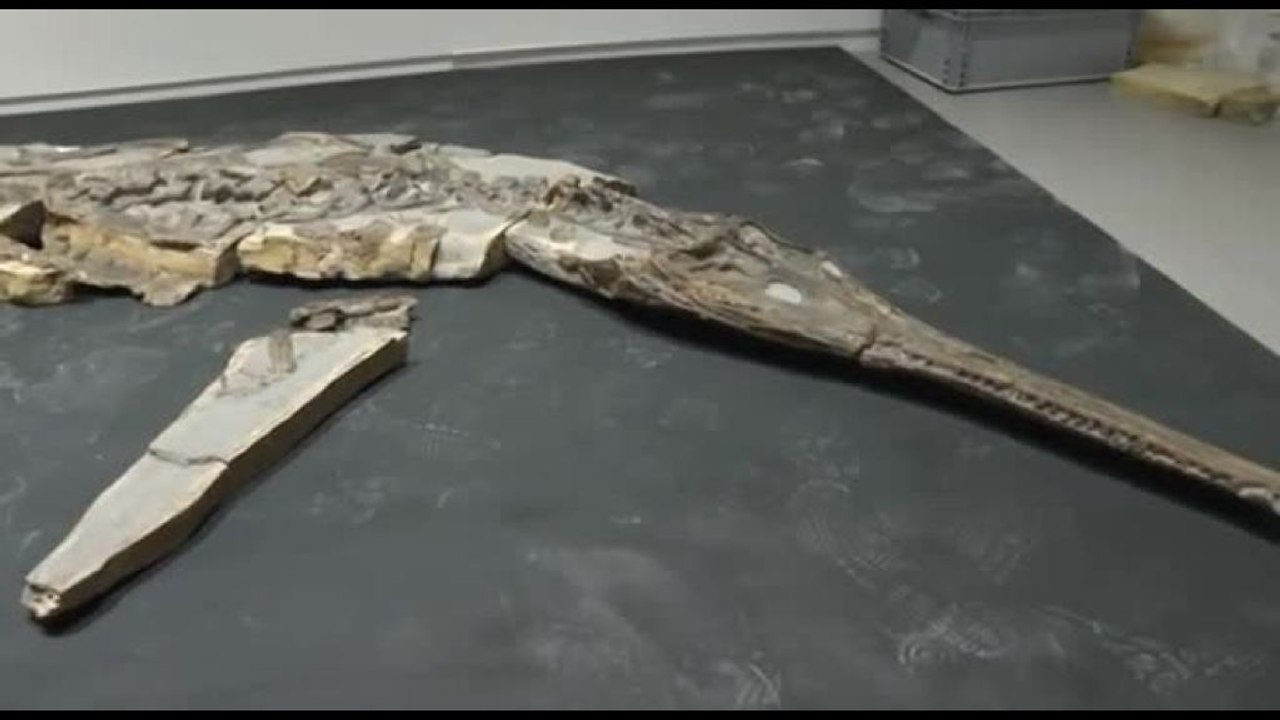 Scoperto un fossile di coccodrillo risalente al Giurassico