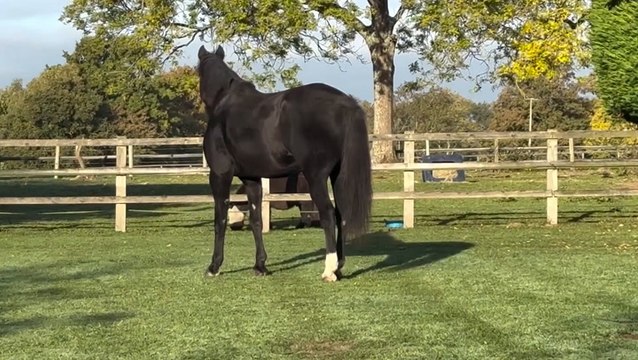 Army horse that bolted through London enjoying quiet retirement