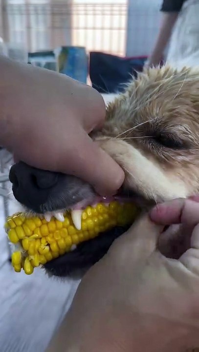 🐶 Golden Retriever Enjoys Eating Corn 🌽 | Funny Dog Video | Cute Pet Moments