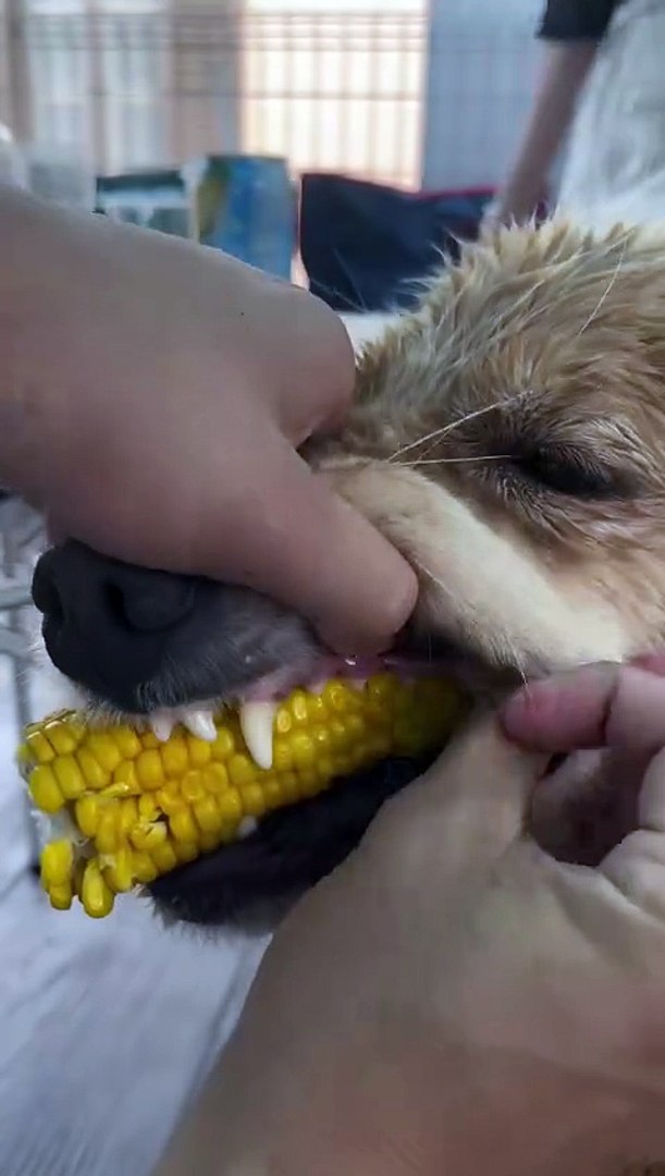 ⁣🐶 Golden Retriever Enjoys Eating Corn 🌽 | Funny Dog Video | Cute Pet Moments