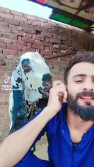 ANGRY GOAT - BAKRA PAKISTANI