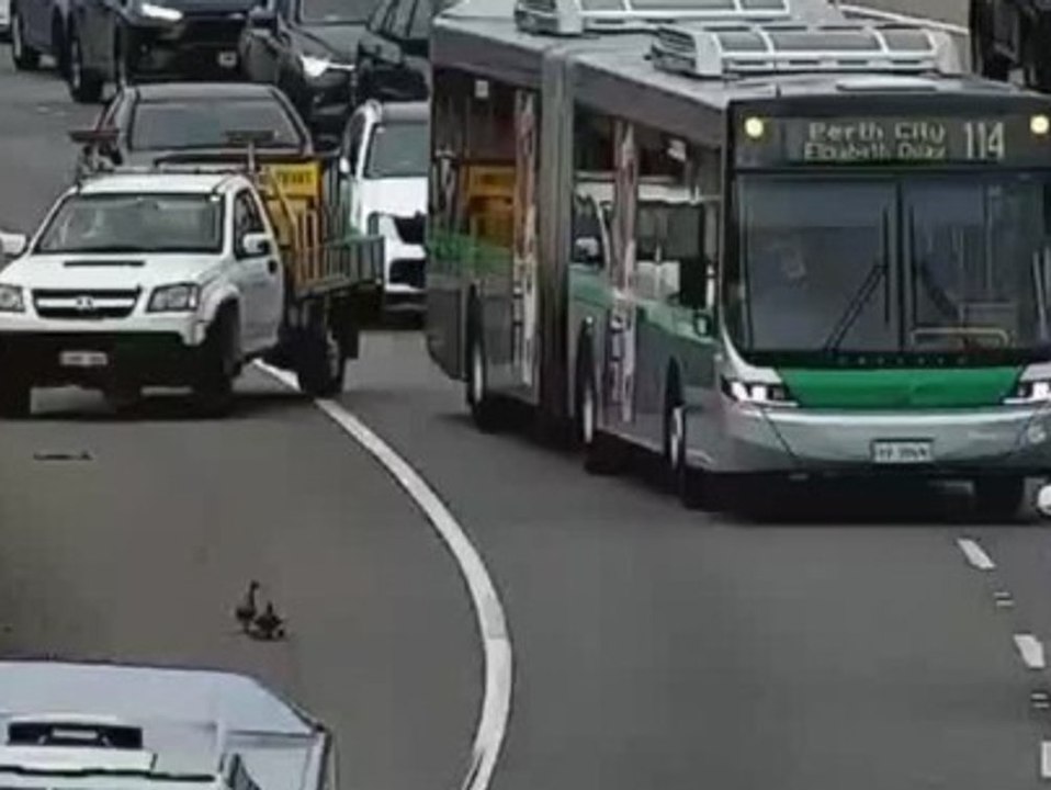 Gefährlicher Spaziergang: Entenfamilie legt Schnellstraße lahm