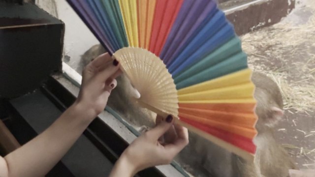 Monkeys at Copenhagen zoo get fully occupied by a rainbow fan