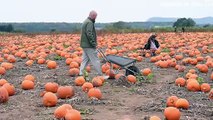 Pumpkin picking fun at Little Wytheford Farm, Shawbury