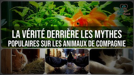 Démystifier les Mythes sur les Animaux de Compagnie : La Vérité Révélée