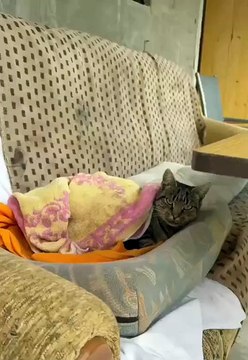 From Stray to Loved: Village Cat Finds His Home ❤️🐾 #cat #shorts #StrayCat #FunnyCats #HappyCat #cute #ViralCats #fyp