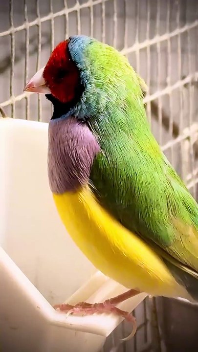 Male redheaded gouldian finch singing _birds _bird _birdsounds