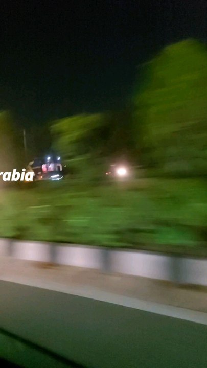 palm 🌴 Arabia