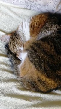 Good Night From the Sleepy Cat 😻💤 So Cozy! #cat #FunnyCats #CuteCats #Sleep #GoodNight #ViralCats #fyp