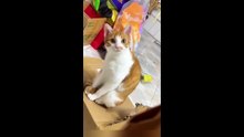 Los Gatos Más Divertidos del Internet | Compilation de Momentos Graciosos y Tiernos de Animales 2025