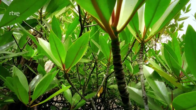 Las selvas de la luna. Manglares