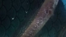 Ikan Channa