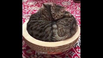 Mother Cat and Cute Kittens - Best Family Cats Comilation 2025