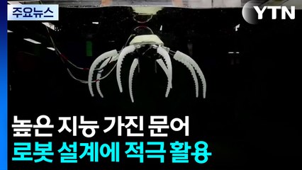 "다리 8개 각각 뇌가 있다?"...로봇이 된 문어 / YTN