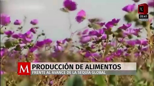 Cultivan alimentos en el desierto más seco ante la sequía global