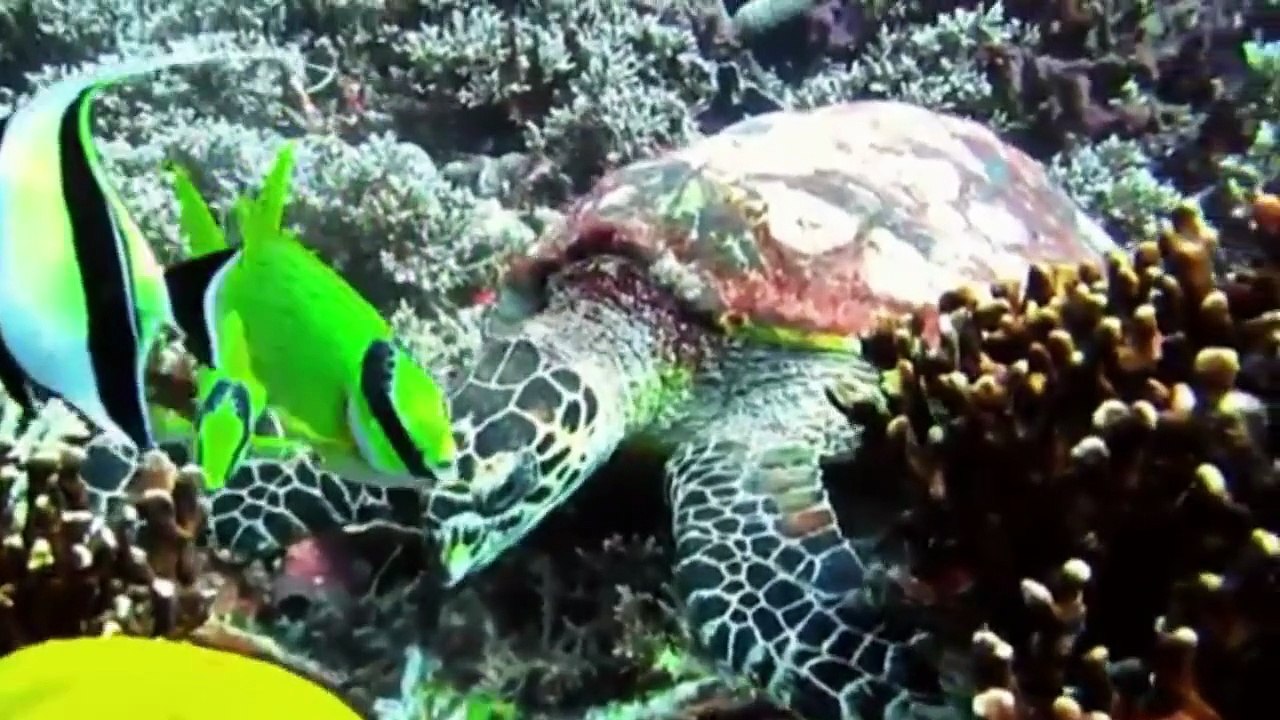 PAPUA-HEAVEN OF WATER ANIMALS