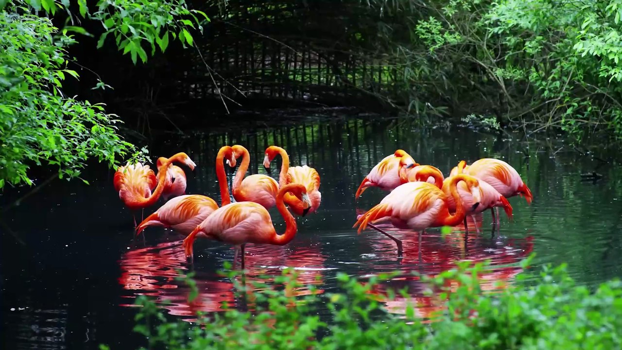 Mi Lindo Ecuador