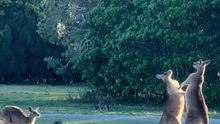 Kangaroos in Australia fighting