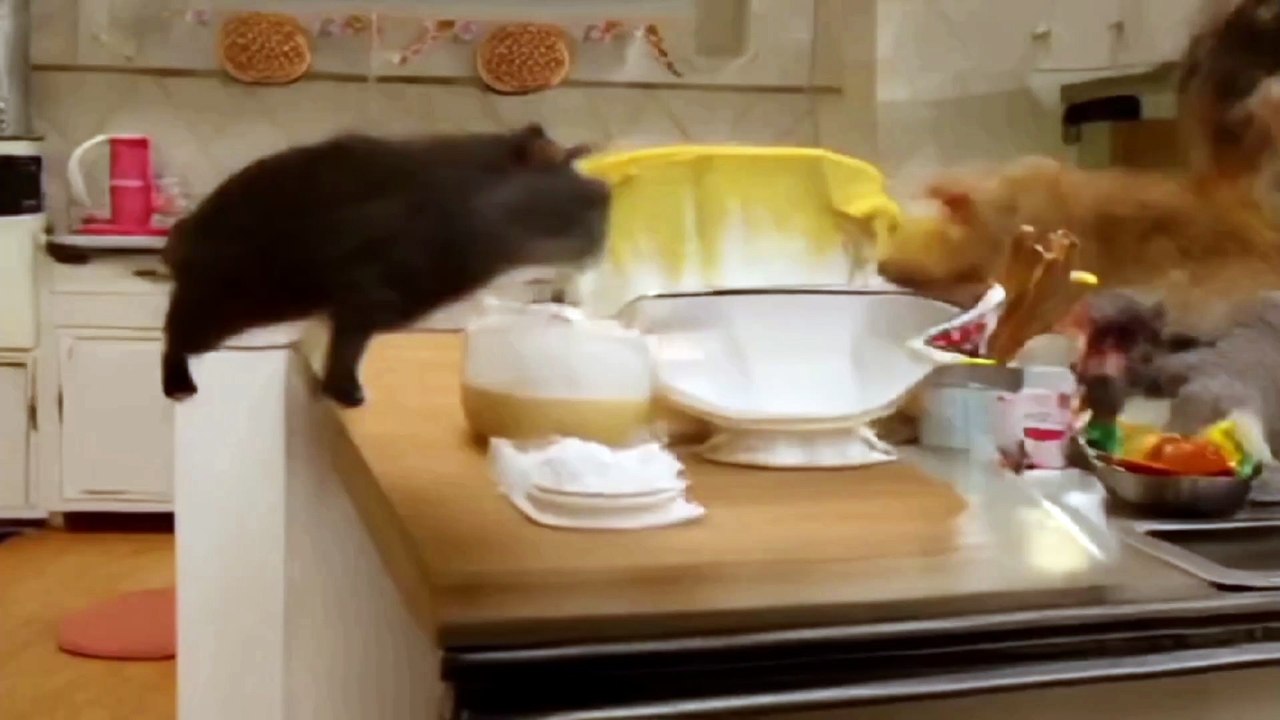 Cute Cat fighting