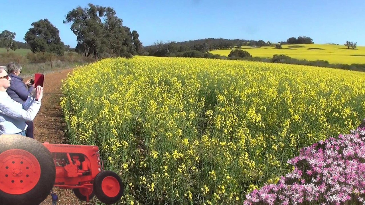 Wildflowers at WA, Day 1-4 Part 3-4 Northern Wildflowers, Moora, Carnamah, Three Springs, Chittering, Mingenew,  Part 7-9, Perth to Geraldton - Wildflower Route, 16 Sep 25