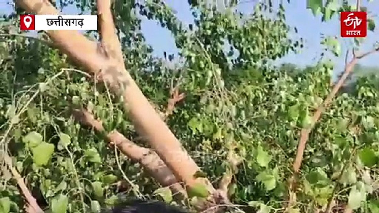 ''पीपल नहीं ये तो मेरा बेटा था'', 90 साल की बूढ़ी माई ये कहकर रो पड़ी, प्रकृति और आस्था की अनोखी कहानी