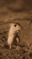 Kangaroo Rat: Desert hopper, seed stasher, survives without water.  Follow for more!