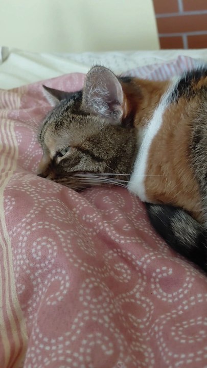 To Get Up, Or Not To Get Up... That Is The Question :) #shorts #cat #FunnyCats #CuteCats #Sleep #GoodMorning #ViralCats #fyp #cats