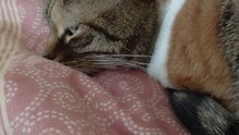 To Get Up, Or Not To Get Up... That Is The Question :) #shorts #cat #FunnyCats #CuteCats #Sleep #GoodMorning #ViralCats #fyp #cats